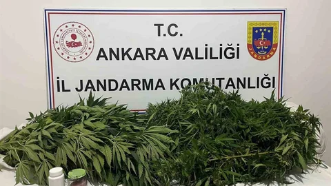 Ankara’daki narkotik operasyonunda 150 kök kenevir ele geçirildi