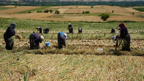 Kastamonu'da Kadın Emekçiler Sıcak Altında Çalışıyor
