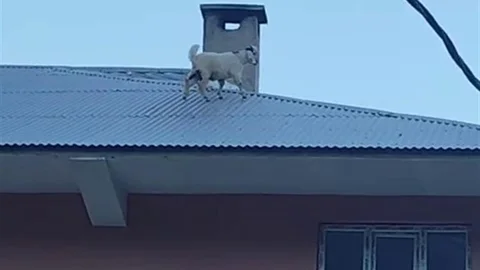 Yaramazlığın bu kadarı: Çatıya çıkan iki keçi mahalleliyi ayağa kaldırdı