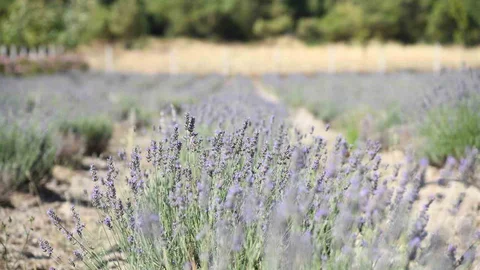 Yunusemre’de lavanta hasadı başlıyor