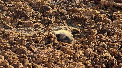 Amasya'da Köpek Kurtarma Operasyonu