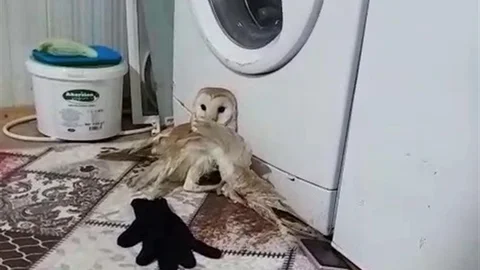 Yaralı Baykuşun Tedavisi Başladı