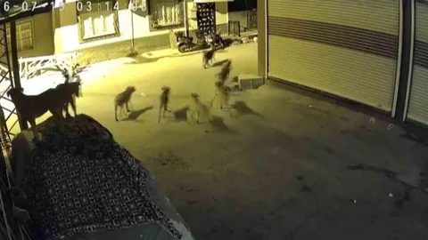 Adana'da Kedi ve Köpek Olayı
