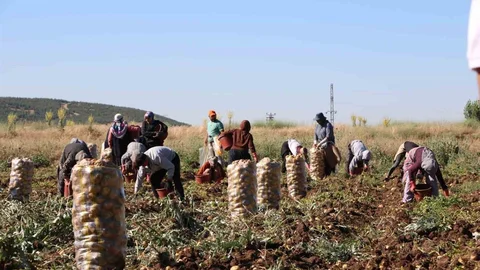 Afyonkarahisar'da Patates Hasadı Başladı