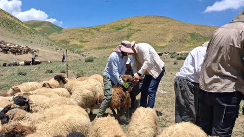 Yüksekova'da Hayvan Aşılama Çalışmaları Devam Ediyor