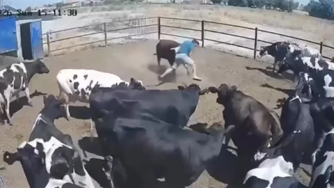Konya'da Boğa Saldırısı Tehlikesi
