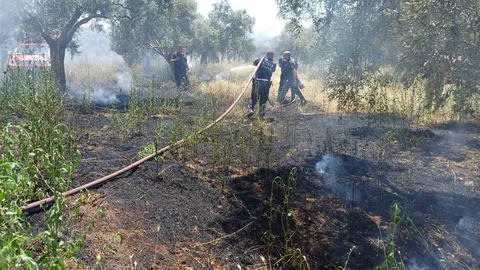 Aydın Efeler'de Zeytinlik Yangını