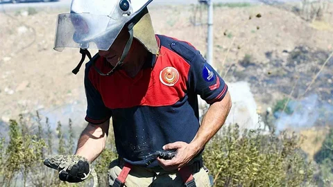 İzmir'de Orman Yangınında Bukalemun Kurtarıldı