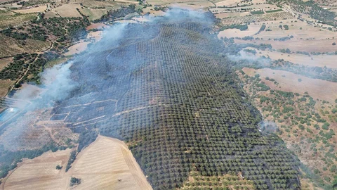 Manisa Kula'da Orman Yangını