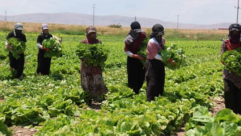 Konya'da Marul Fiyatları Düşüşte