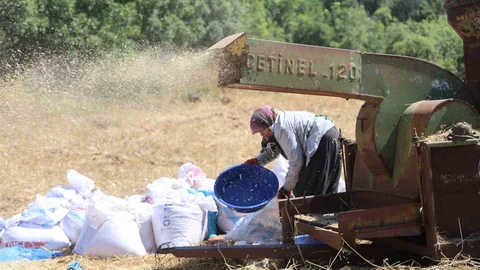 Hatay'da Çiftçilerin Zorlu Hasat Mesaisi