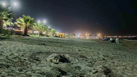 Kuşadası Kumsallarında Caretta Caretta Vurgusu