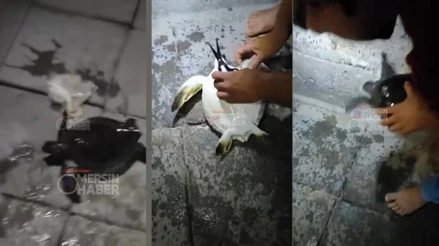 Mersin Sahilinde Plastik Poşete Dolanıp Yaralanan Yavru Caretta Caretta’yı Vatandaşlar Kurtardı!