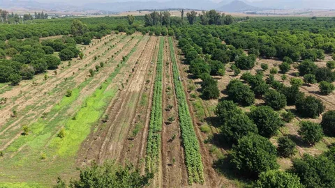 Adana Kozan'da Bamya Hasadı Başladı