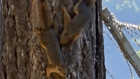 Tunceli’de Sevimli Sincaplar Görüntülendi