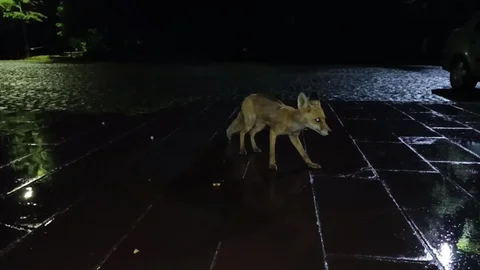 Kars'ta Yağmur Altında Tilkiyi Beslediler