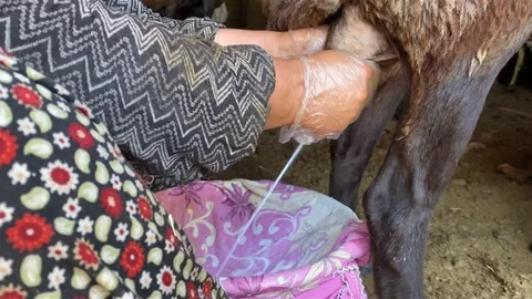 Ağrı'da Koyun Sütü Üretimi Artıyor