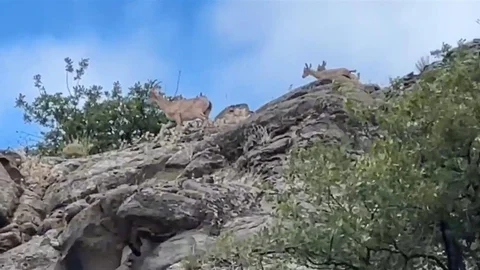Sivas'ta Dağ Keçileri Görüntülendi