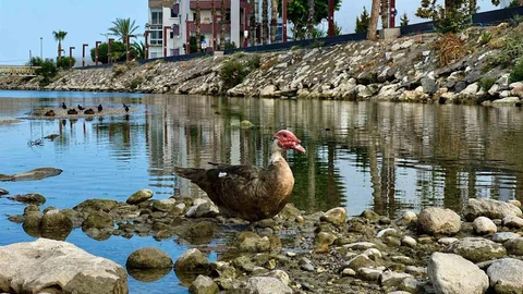 Mersin'de Kuşların Yaşam Alanları Tehdit Altında