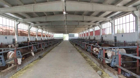 Bingöl'de Modern Besi Çiftliği Faaliyette
