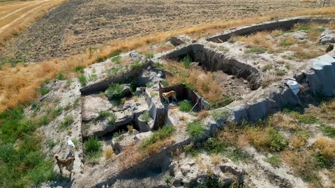 Afyonkarahisar'daki Kazı Alanı Sokak Köpeklerine Ev Sahipliği Yapıyor