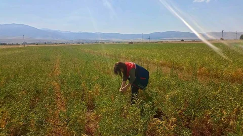 Afyonkarahisar'da Nohut Kontrolleri Devam Ediyor