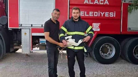 Çorum'da Mahsur Kalan Leylek Kurtarıldı