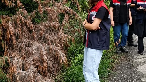 Rize'de Amerikan Beyaz Kelebeği Mücadelesi