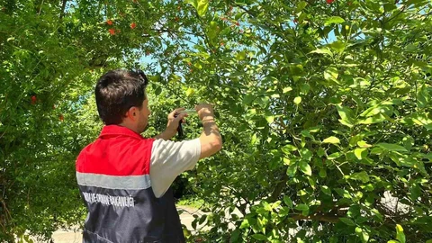 Rize'de Samuray Arısı Uygulaması Başladı