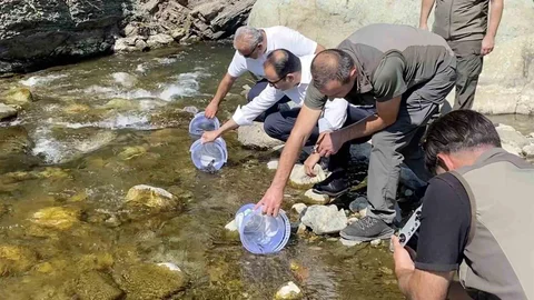 Kastamonu'da İlişi Çayı'na Alabalık Salımı