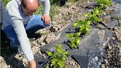 Yüksekova'da Tarım Denetimleri Gerçekleştirildi