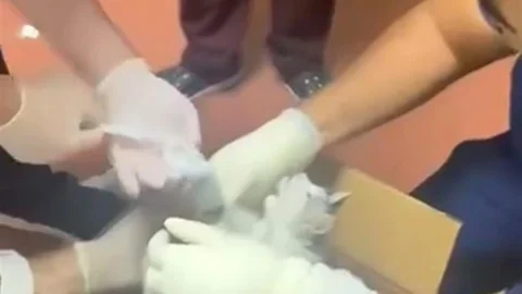 Elazığ'da Kediye Acil Müdahale Yapıldı