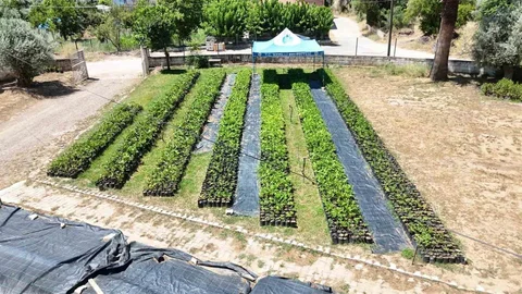 Nazilli Belediyesi Fidan Üretiyor
