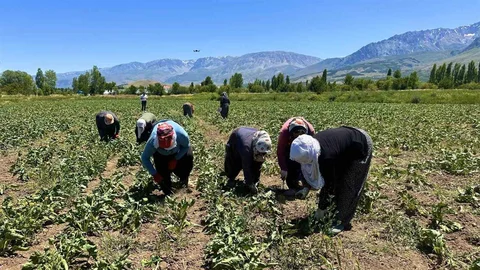 Erzincan'da Kadın Tarım İşçileri Pancar Hasadı Yapıyor