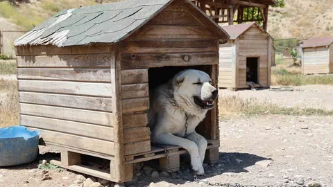 Sivas'ta Kangal Köpeklerinin Yaz Sorunları