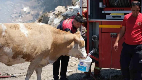 Muğla'da İnekler İçin Temiz Su Temin Edildi