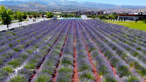 Kayseri'de Lavanta Bahçesi Ziyaretçileri Büyülüyor