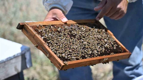 Manisa’da Arıcılığa Destek Projeleri
