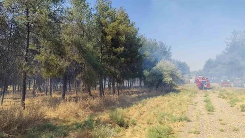 Diyarbakır'da Ağaçlık Alanda Yangın