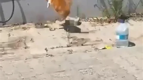 Tekirdağ'da Kedi ve Yılan Kavgası Görüntülendi