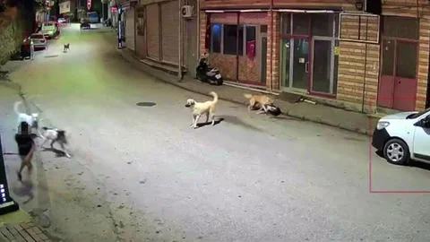 Ordu'da Çocuk Köpek Saldırısına Uğradı