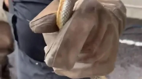 Yalova'da Feribottan Yılan Çıktı