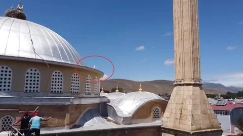 Bayburt'ta Yavru Leylek Kurtarıldı