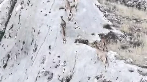 Elazığ'da Dağ Keçileri Dronla Görüntülendi