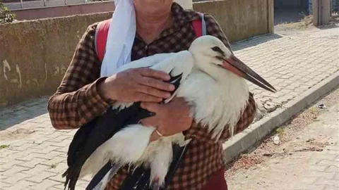 Yaralı Leyleğe Sahip Çıktı
