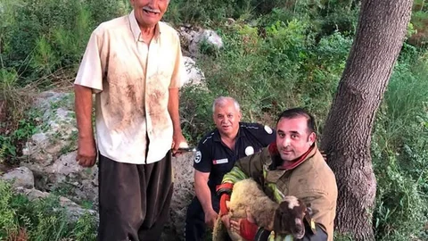 İskenderun'da Koyun Kurtarma Operasyonu