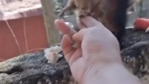 Osmaniye'de Sevimli Sincap Görüntülendi