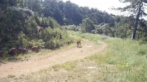 Çankırı'da Nadir Vaşak Görüntülendi