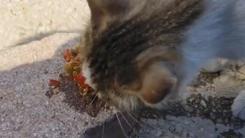 Elazığ'da Kedinin Menemen Keyfi