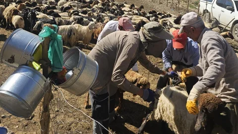 Yüksekova’da Şarbon Aşılama Çalışmaları Devam Ediyor